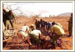 Ukame wird von der Rukinga Ranch gerettet