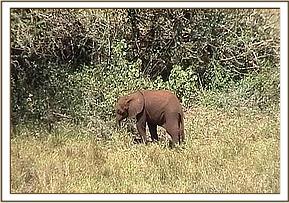 Lualeni standing alone before her rescue