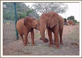 Sweet Sally and Aitong