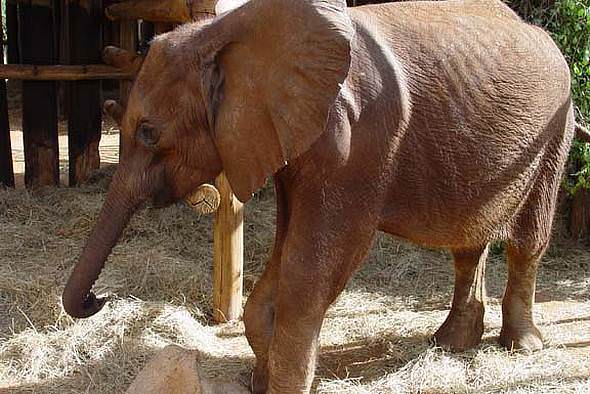 Picture of elephant