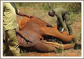 Ndara's treatment for an arrow wound