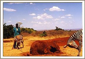 Ajoki and Zebra friends