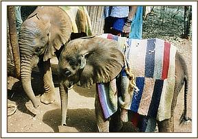Olmeg and another baby
