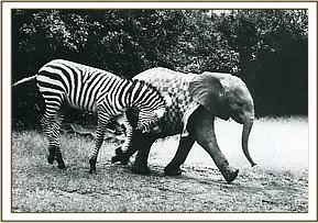 Ajok and Magua the zebra