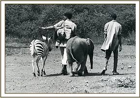 Ajok and Magua the zebra