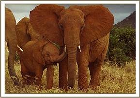 Aitong and Malaika