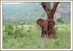 Laikipia