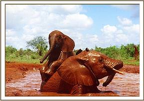 Laikipia clambering over Emily