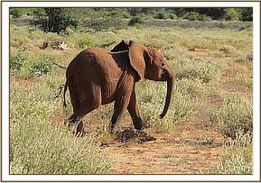 An orphan baby ele walking alone in Aruba