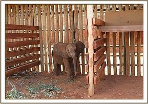 The new calf in the stockade at Voi