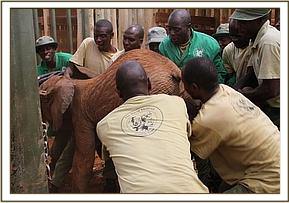 Capturing the calf for the flight