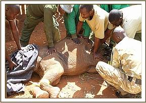 The captured calf's face is covered in an effort to keep her calm