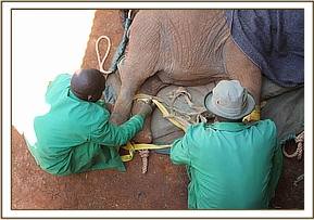 The calf is placed in the training stockade in Nairobi
