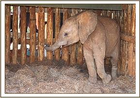 The calf in the training stockade