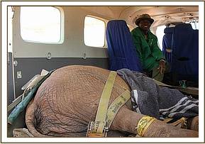 The calf inside the rescue plane