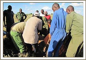 Loading the young calf into the vehicle