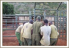Off loading the calf at the Voi stockade