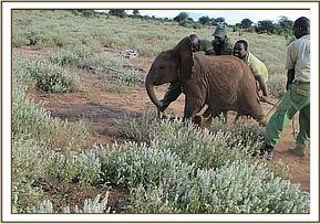 Rescuing the orphaned calf
