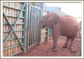 Wasessa greeting the rescued calf