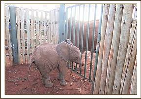 Wasessa outside the stockade greeting the calf