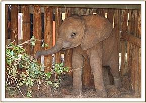 The new calf is called Arruba