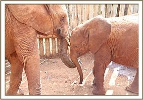 Murera greets Arruba