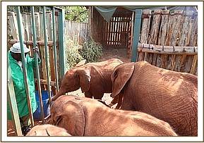 Arruba is let out to be with the other Orphans