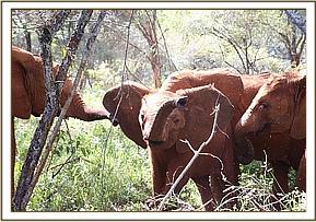 Arruba with the orphans in the forest