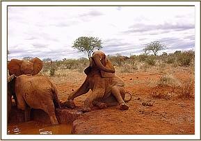 Laikipia sitting down next to the mud wallow