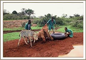 Ajok and Zebra at mudbath