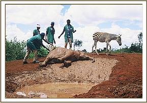 Mudbath time for Ajok