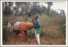Ajok and his zebra friend