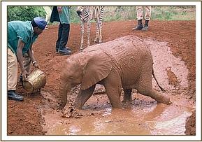Ajok in the mudwallow