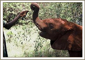 Ajok feeding