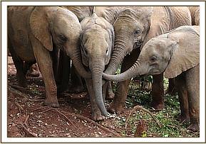 Sana Sana umgeben von den anderen Waisenelefanten