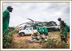Meru landing in Nairobi with the DSWT helicopter