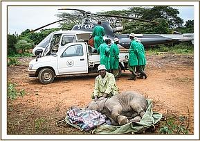 Offloading Merru at the Nairobi Nursery