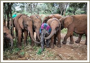 Malkia, Kuishi, Tagwa and Malima with the new baby