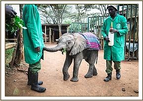Merru in the Nairobi Nursery