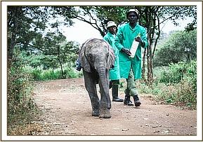 Merru walking with the Keepers