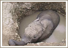 The little calf stuck in the well