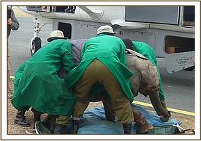 Sinya is loaded onto the stretcher before being lifted into the plane