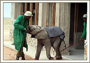 When they first ventured outside the Keepers made sure they kept a strap loosely around her front leg in case she chose to take off across the Ambose