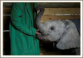 She is name Sinya after the Sinya Mines close to where she was discovered