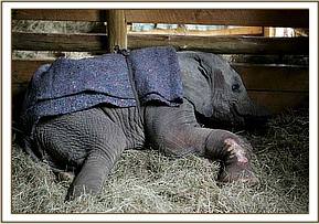 She had many scrapes and bruises aside from the wound on her trunk