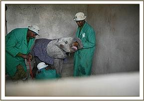 Sinya and her keepers having had a rather fraught night at Amboseli National Park's airstrip