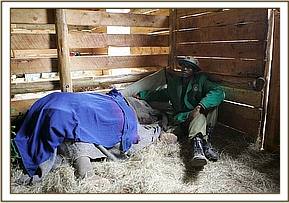 Sinya at the Nursery in her stable with Amos close at hand