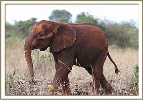 Kihari, a beautiful little calf