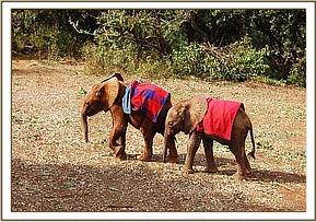 KINANGO - Elephant Orphan History - David Sheldrick Wildlife Trust