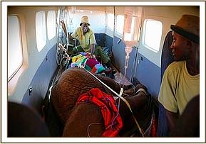 Zwei Elefantenwaisen in einem Rettungsflugzeug